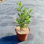 Budleja Dávidova (Buddleja Davidii) ´BERRY´S CREAM´ - výška 20-30 cm, kont. C2L